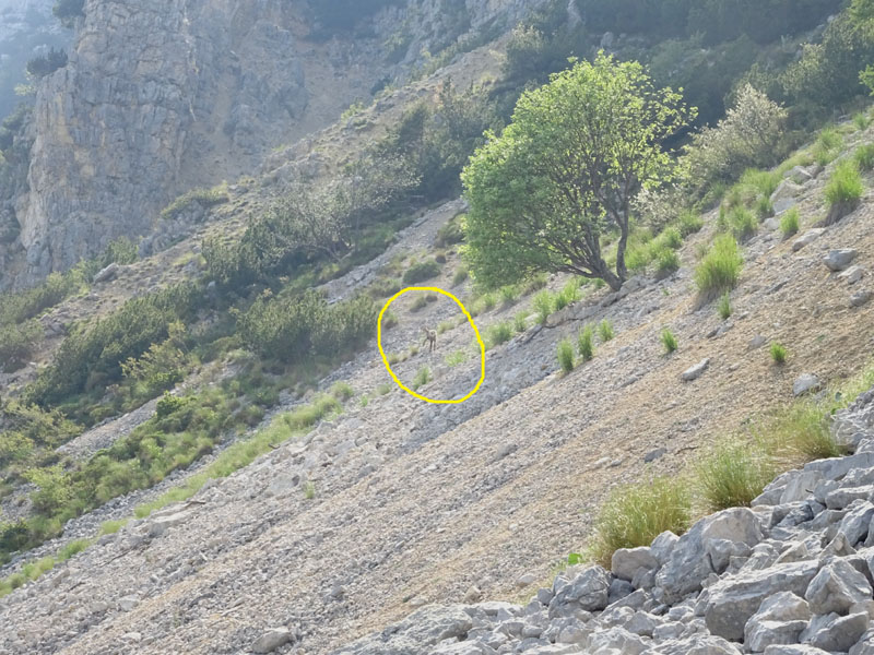 Rupicapra rupicapra.....dal Trentino Alto Adige